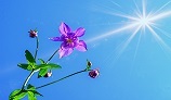 青空　花