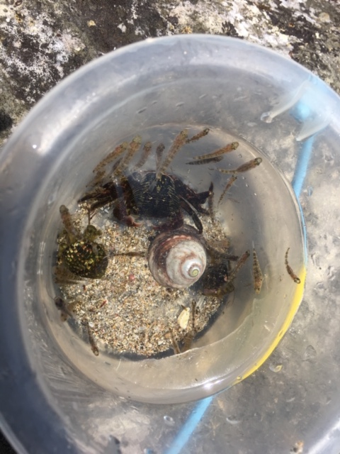海の中　生物