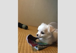 犬