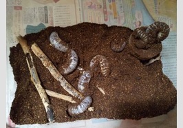カブトムシ　幼虫