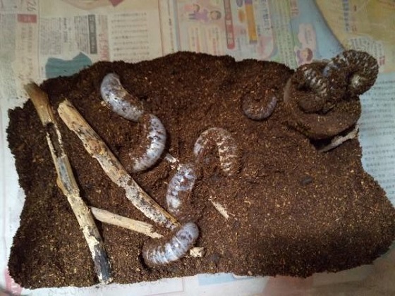 カブトムシ　幼虫