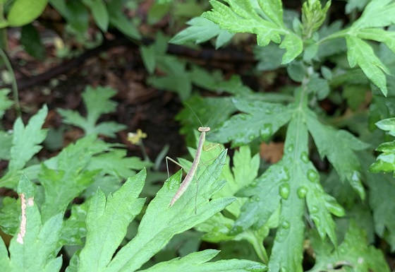 カマキリ