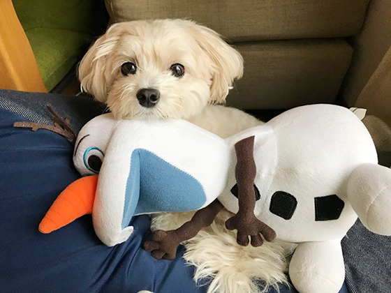 犬　マルプ
