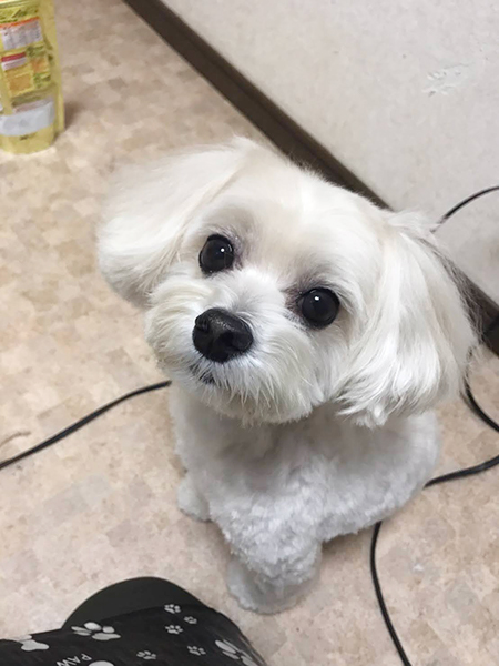 犬　マルプ