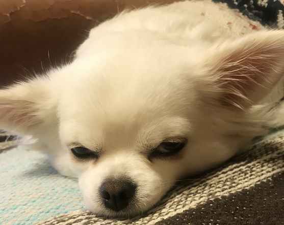 犬