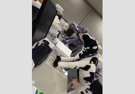 動物人形